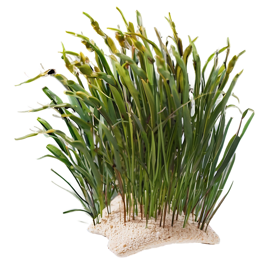 Seagrass Clipart Png Amx