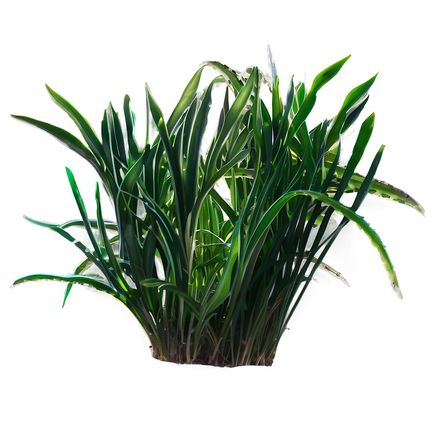 Seagrass Outline Png Fbr