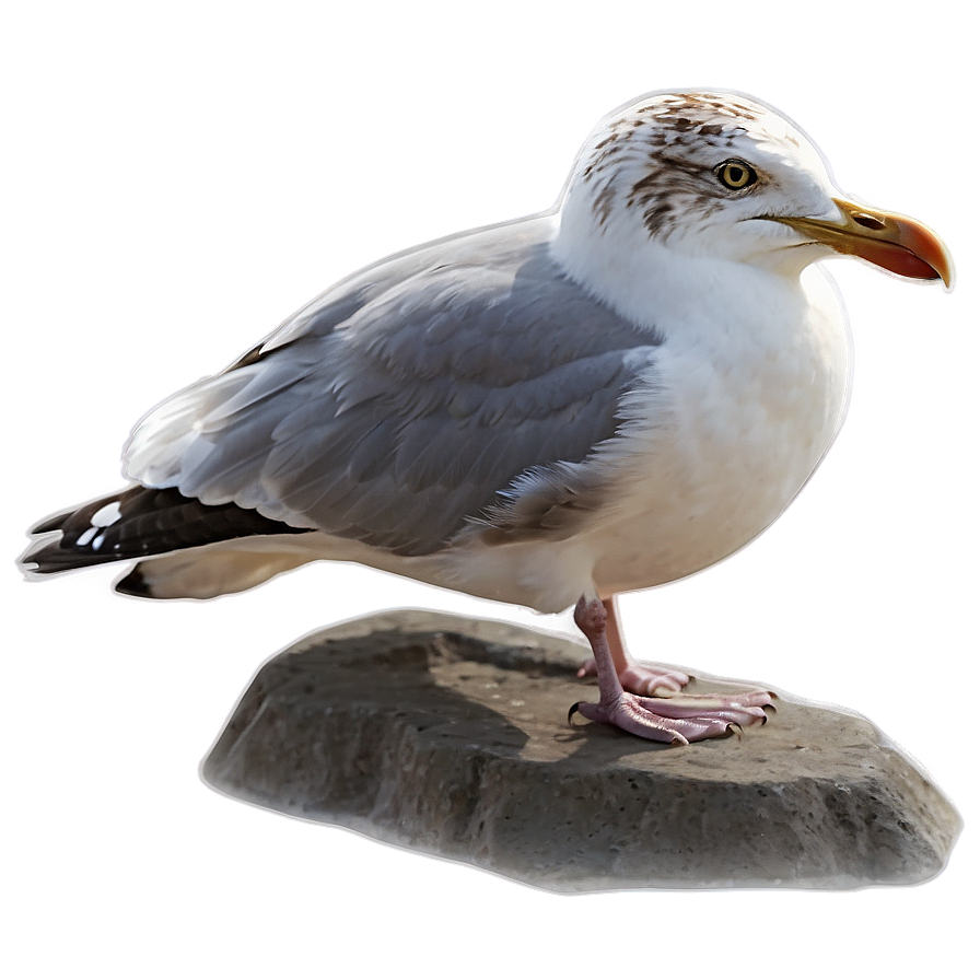 Seagull Bird Ocean Png 93