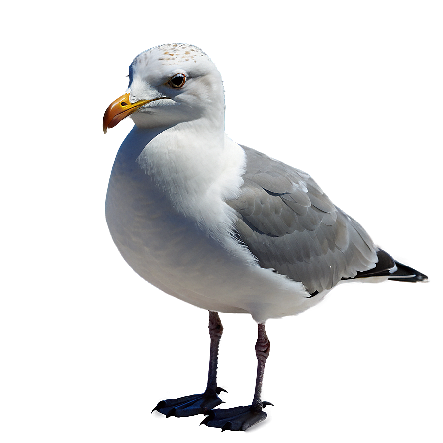 Seagull Bird Ocean Png Fly89