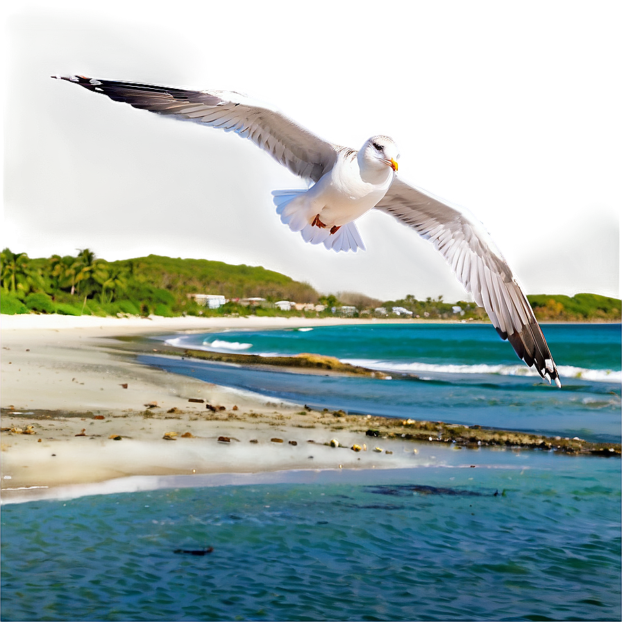 Seagulls Flying Beach Png 05212024