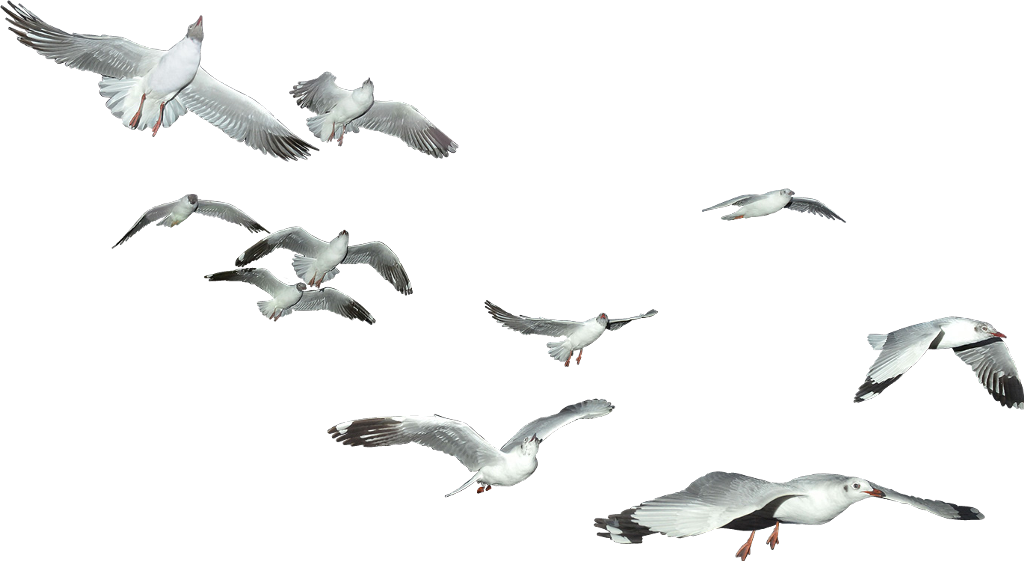 Seagulls_in_ Flight_ Against_ Sky