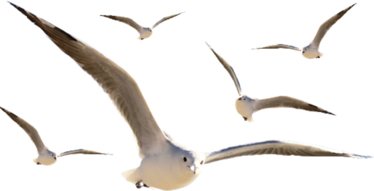 Seagullsin Flight Formation