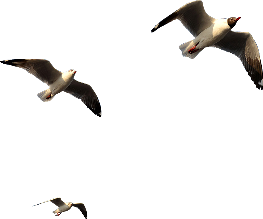 Seagullsin Flight