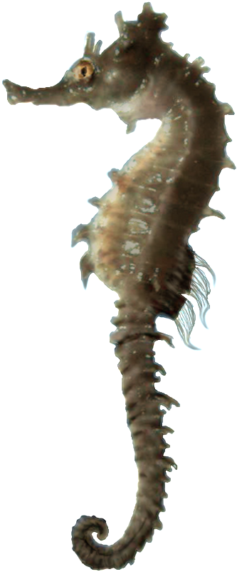 Seahorse Profile Isolated.png