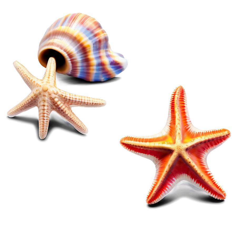 Seashell And Starfish Clipart Png 06262024