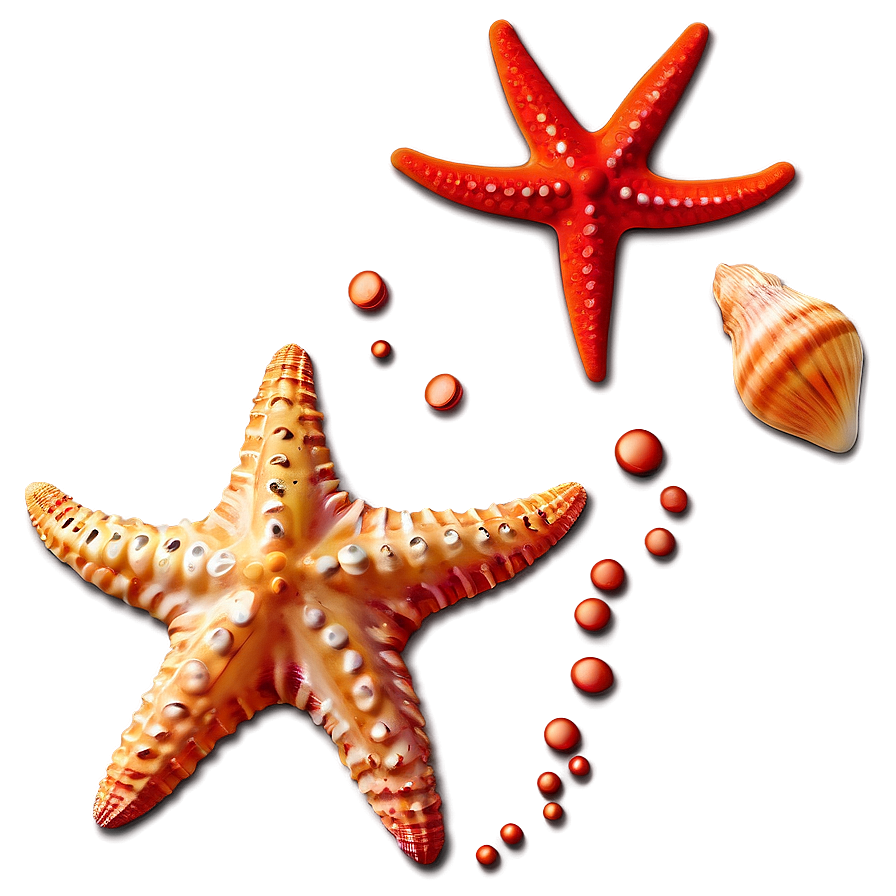 Seashell And Starfish Clipart Png Rld