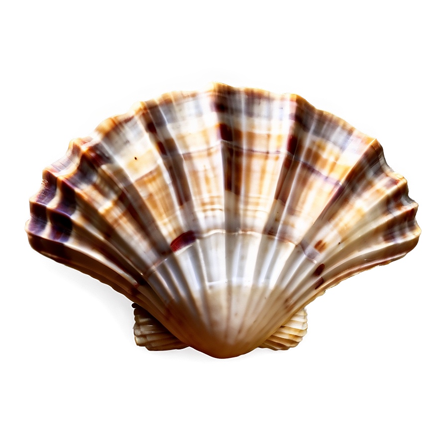 Seashell Background Clipart Png Uau35