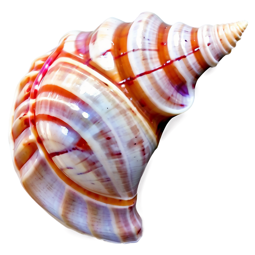 Seashell Conch Shell Png Byh