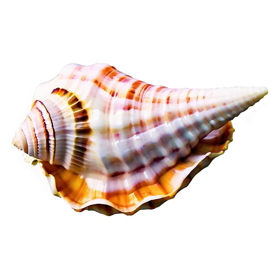 Seashell Conch Shell Png Nin93