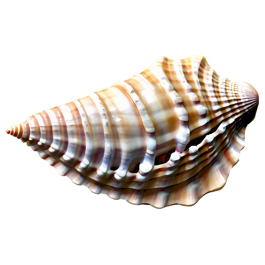 Seashell Dream Png 06132024