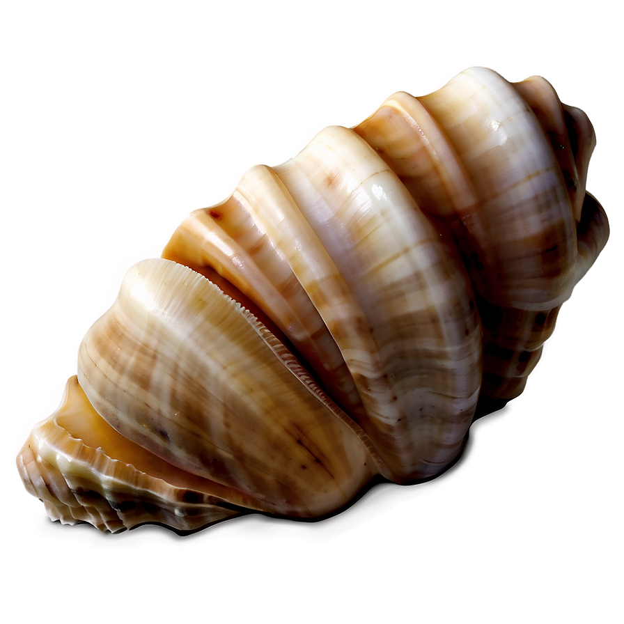 Seashell Harmony Png Bxm15