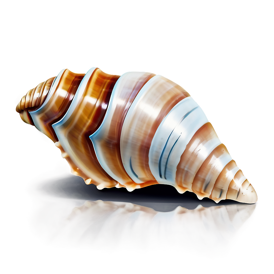 Seashell Icon Clipart Png Nxf