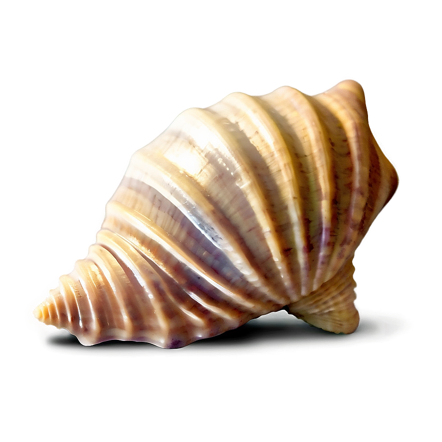 Seashell Icons Png 78