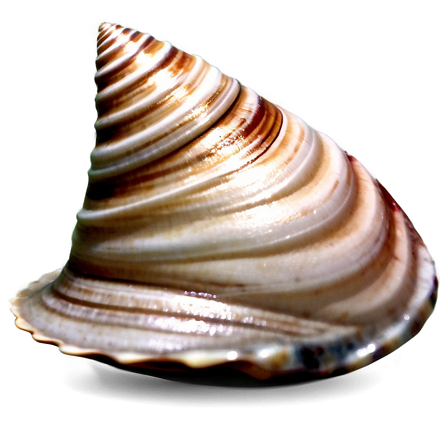 Seashell Meditation Theme Png 63