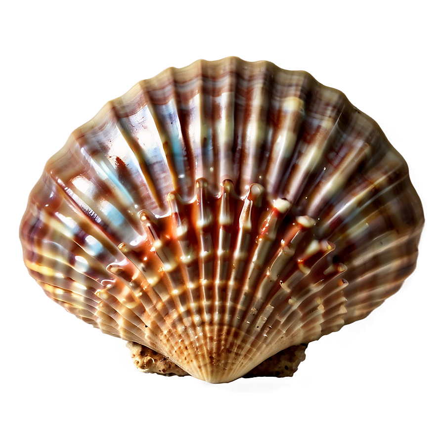 Seashell Paradise Png Udg