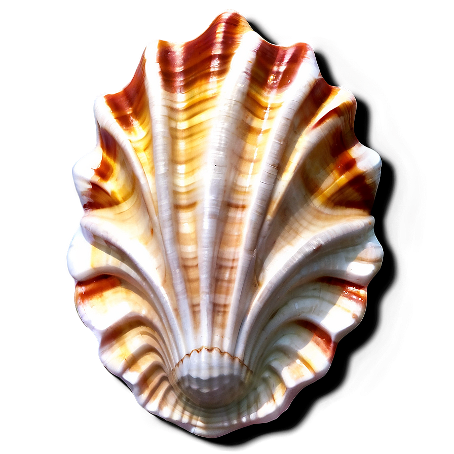 Seashell Patterns Png 45