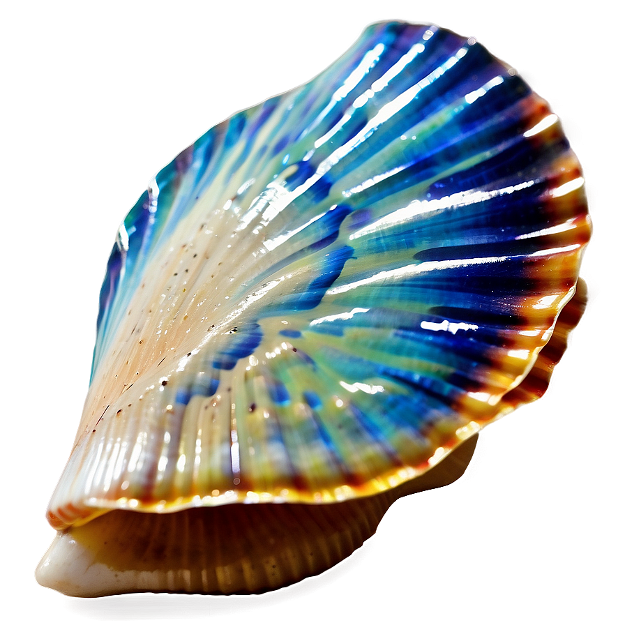 Seashell Scallop Design Png 24