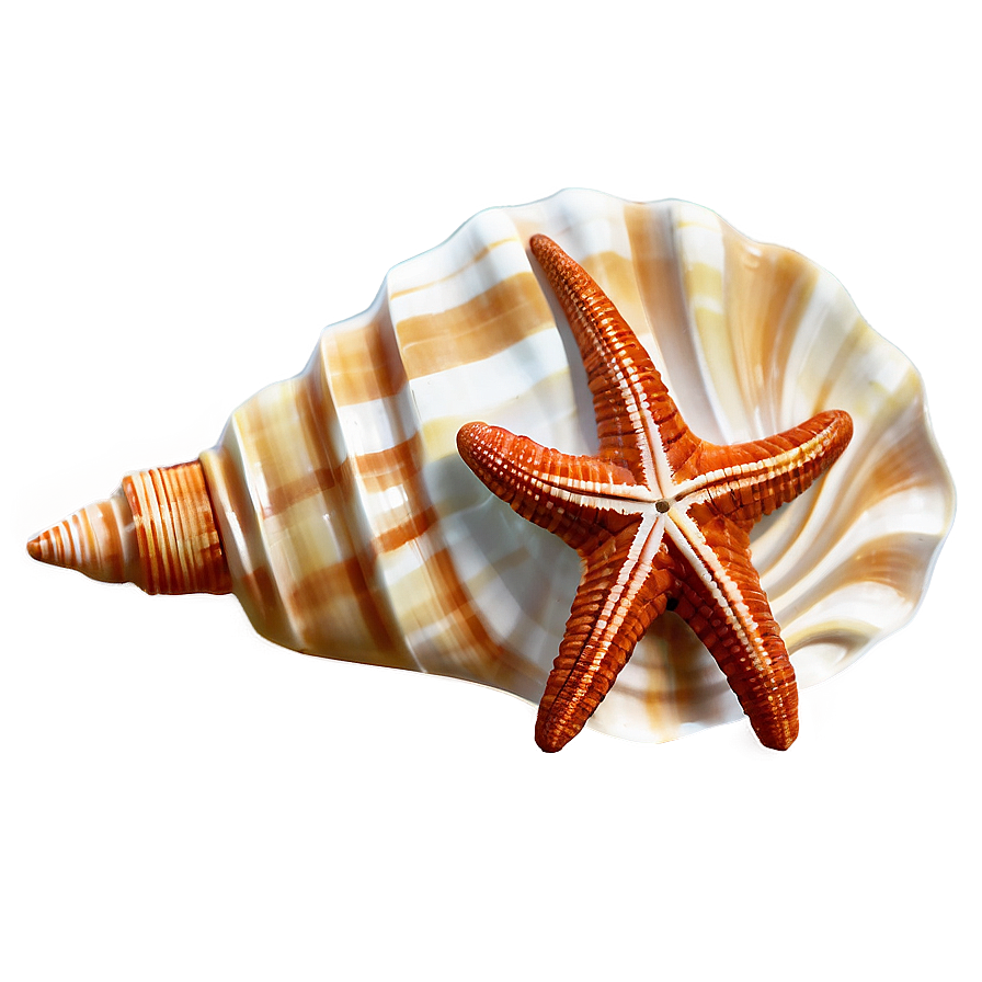 Seashell Souvenir Picture Png 25