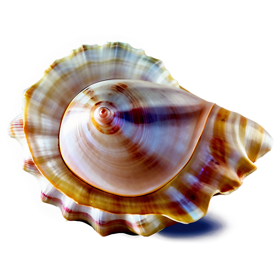 Seashell Transparent Background Png 05242024