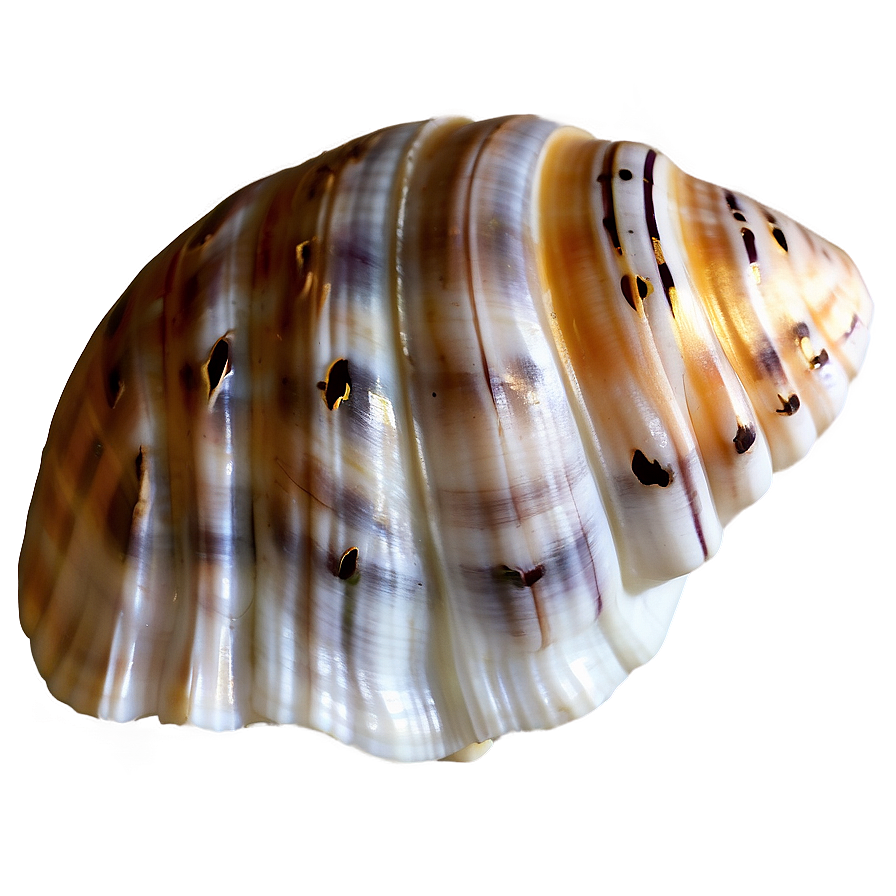 Seashell Transparent Background Png Imv