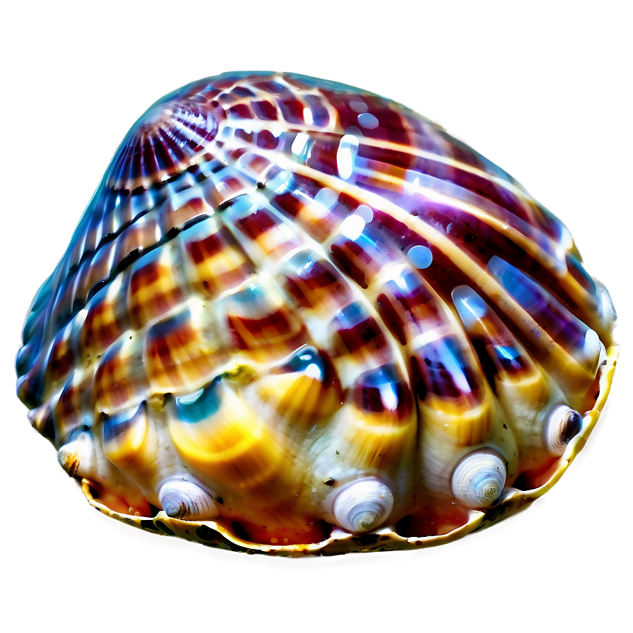 Seashell Underwater Picture Png Wbw