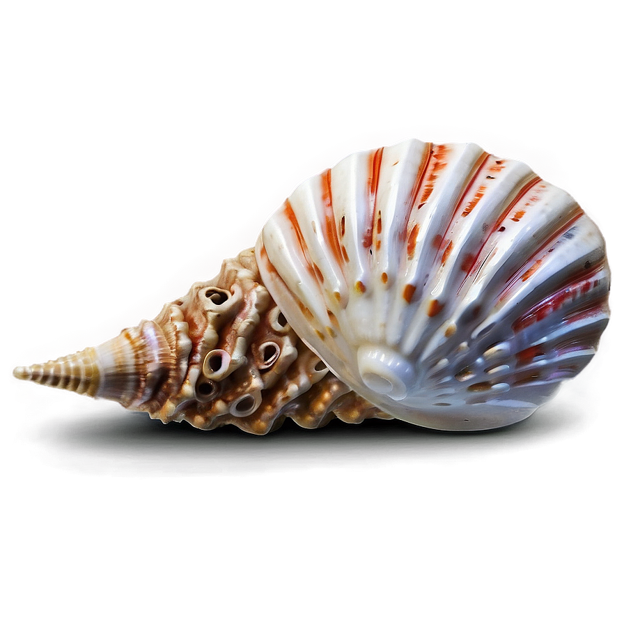 Seashell With Coral Png Cvg