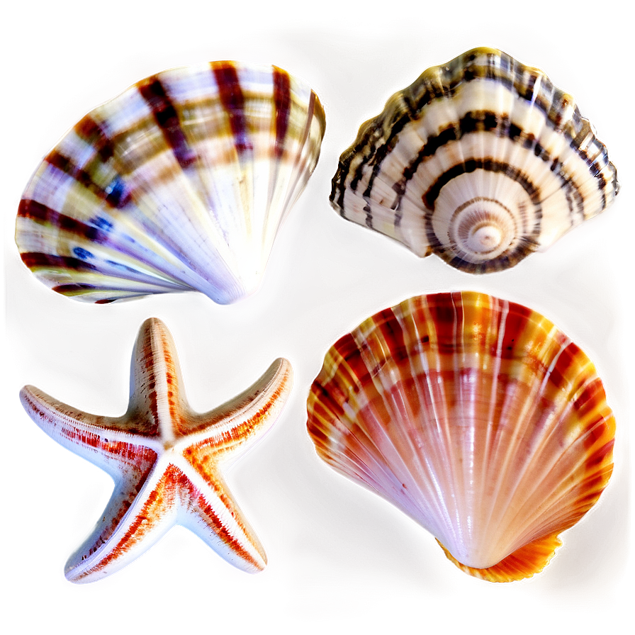 Seashells Background Png 40