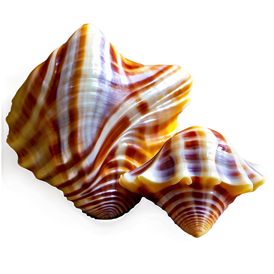 Seashells Background Png 48