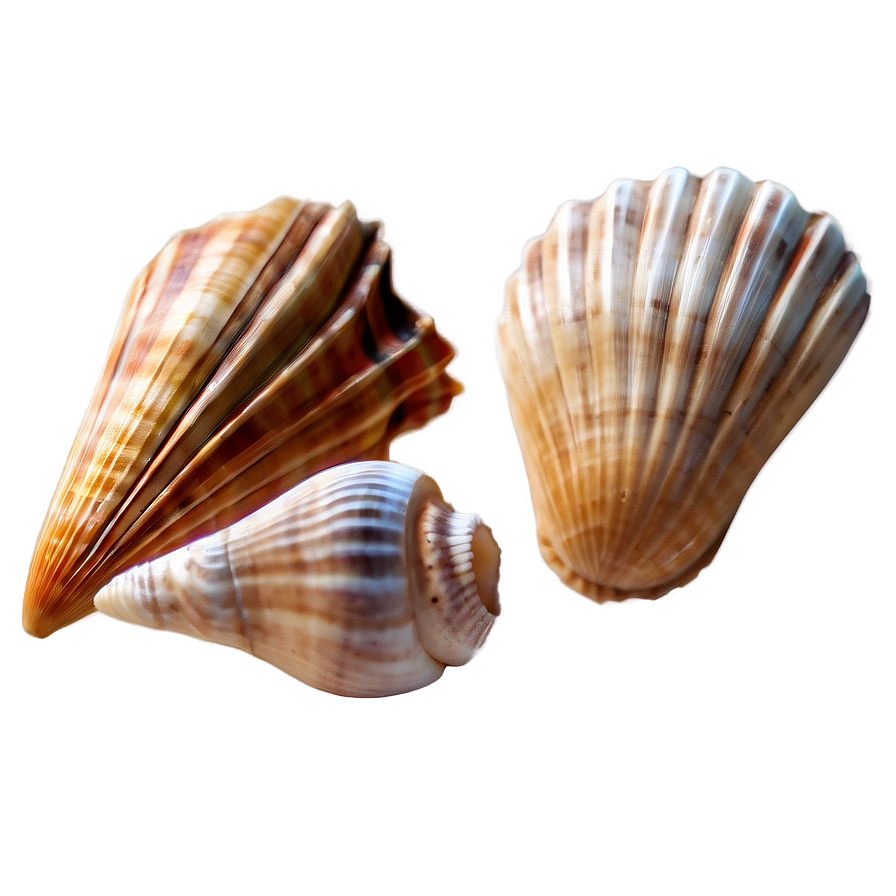 Seashells Clipart Png Syn30