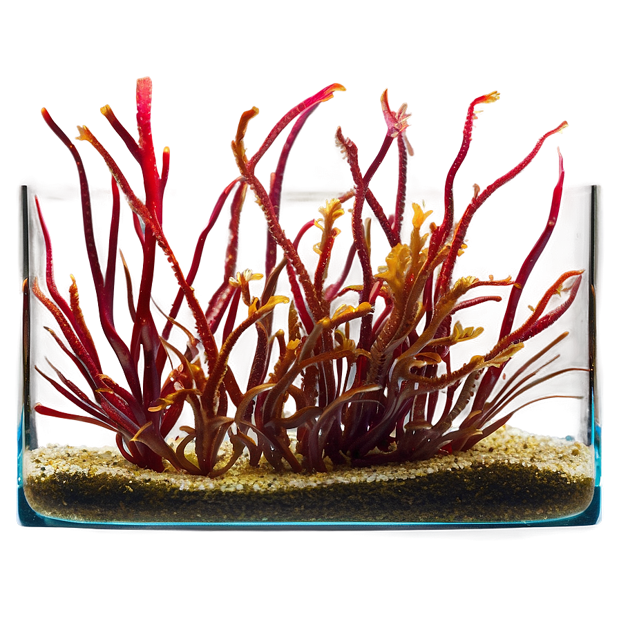 Seaweed In Aquarium Setting Png Kpb15