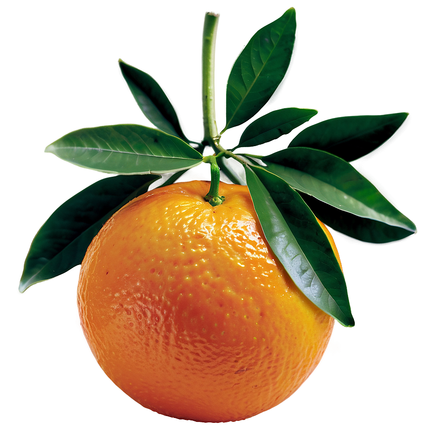 Seedless Oranges Png Dxc62