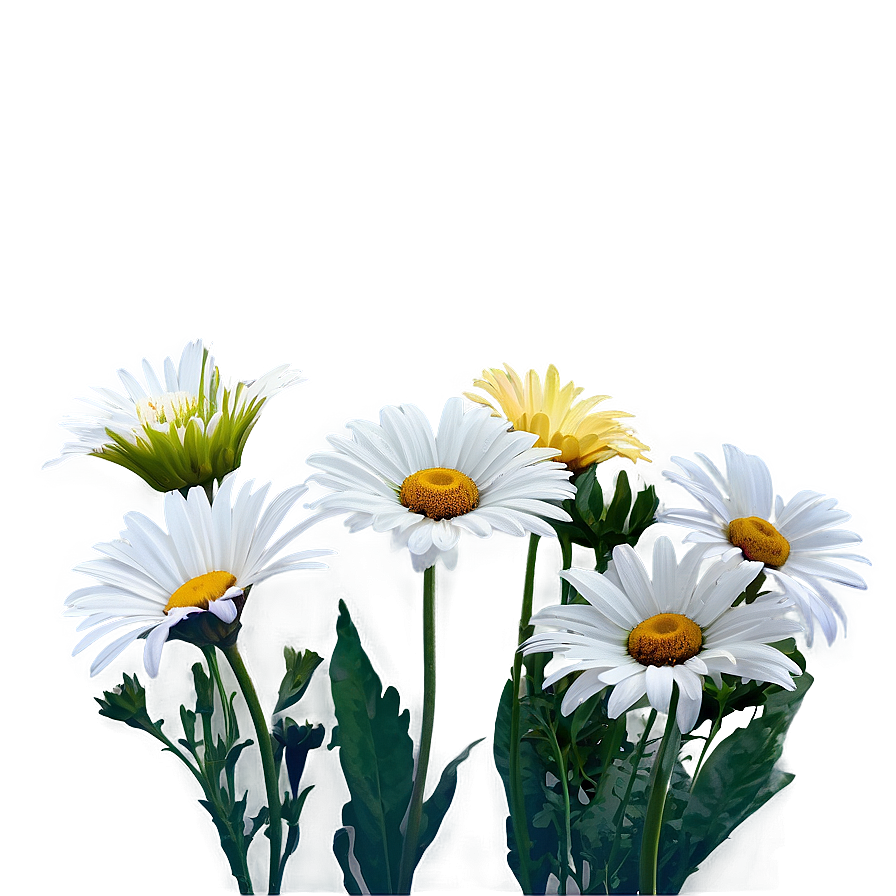 Serene Daisies Landscape Png 06122024