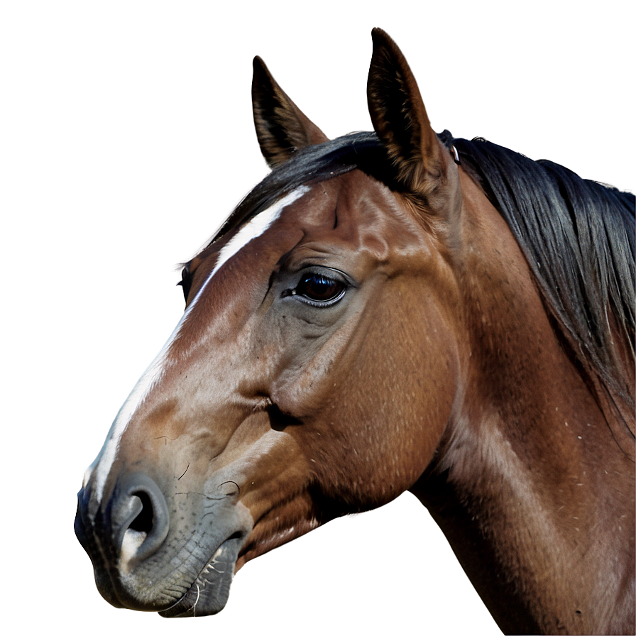 Serene Horse Head Landscape Png 06122024