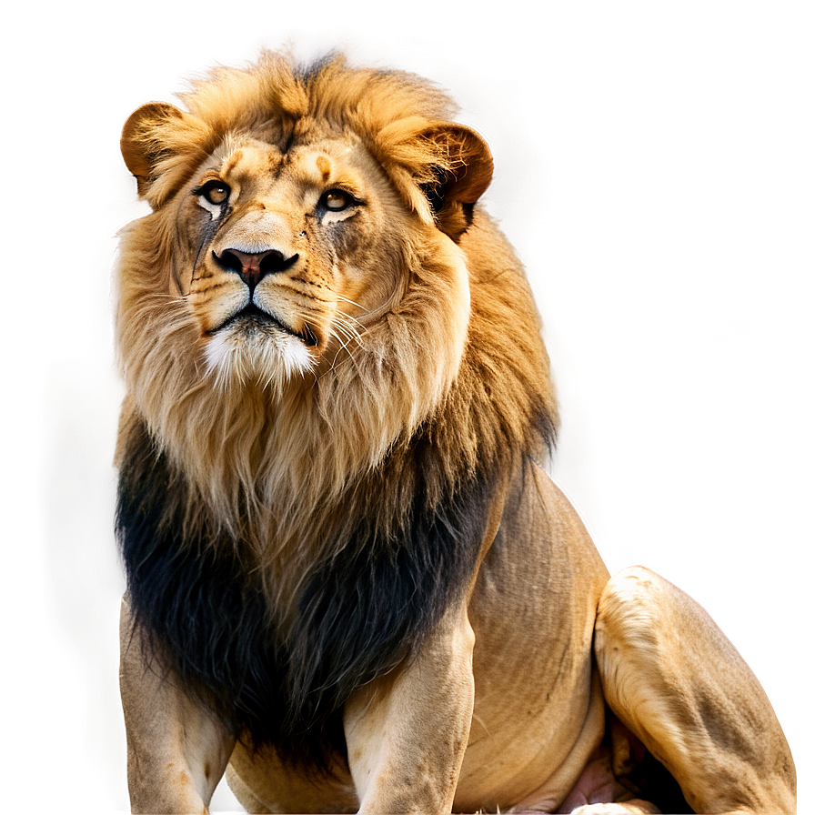 Serene Lion Gaze Png Xxj79