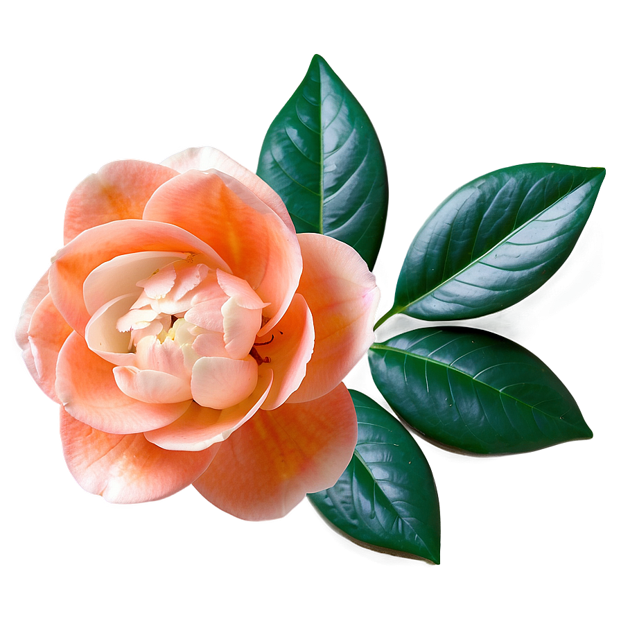 Serene Orange Camellia Png 06122024