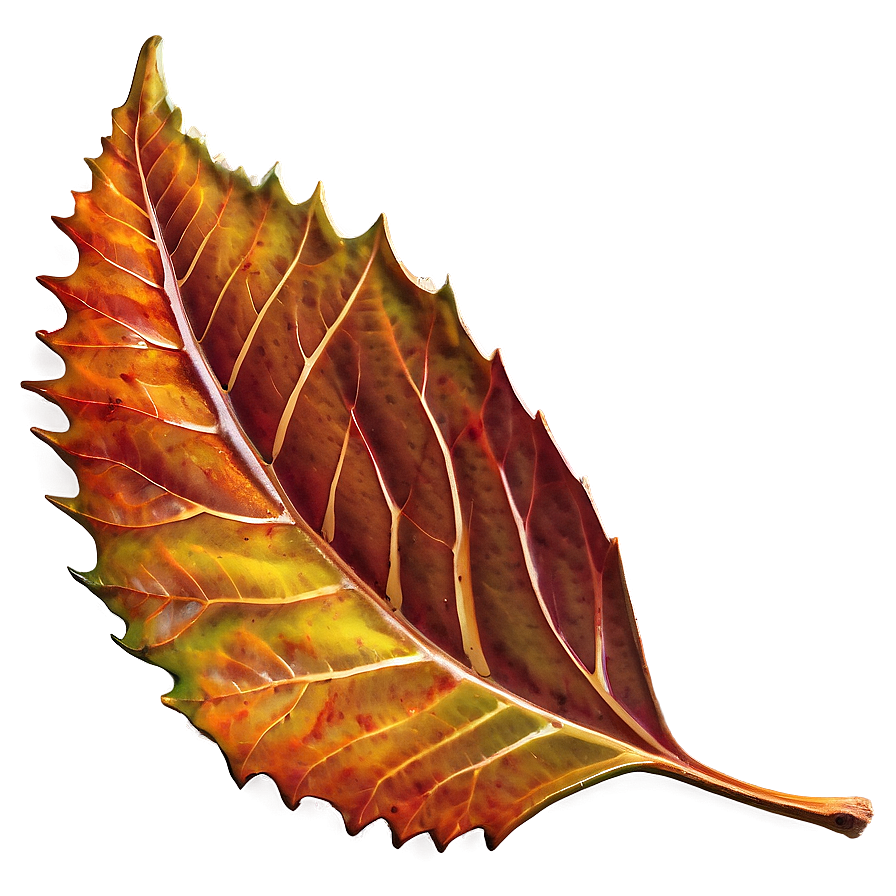 Serrated Edge Autumn Leaf Png 06202024