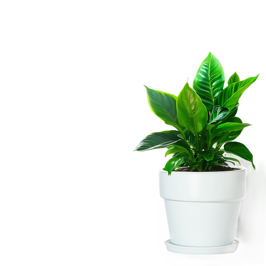 Shade Loving Houseplant Png 06202024