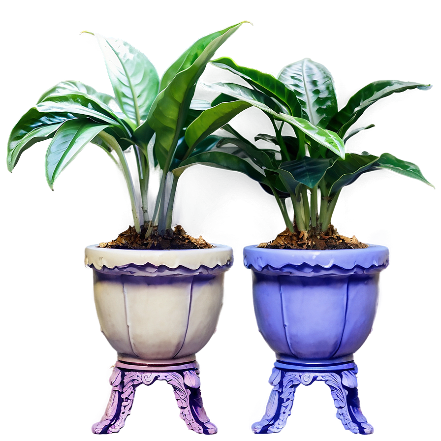 Shade Loving Houseplant Png 94