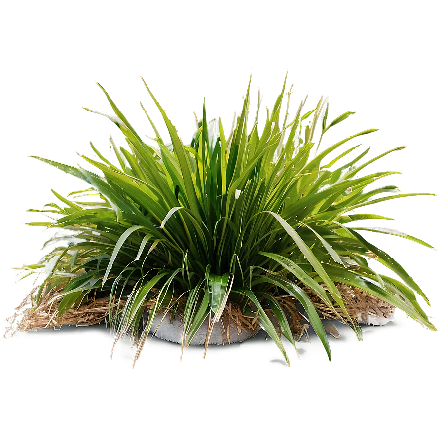 Shade Tolerant Grass Png 74