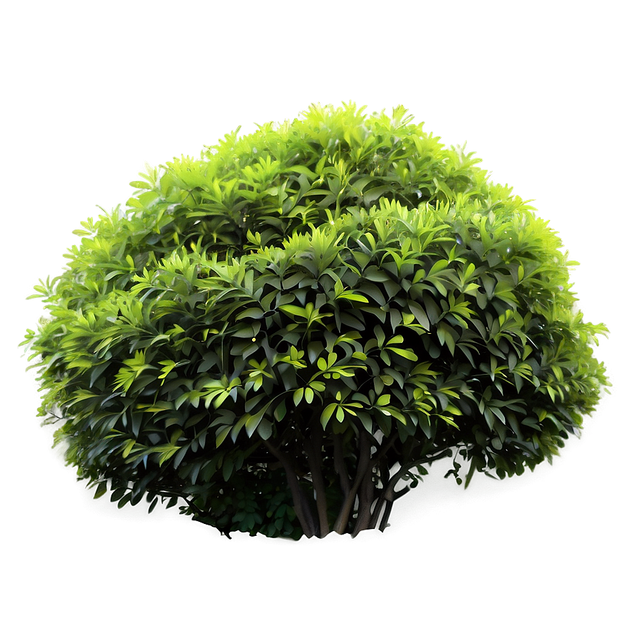 Shaded Bush Png 05252024