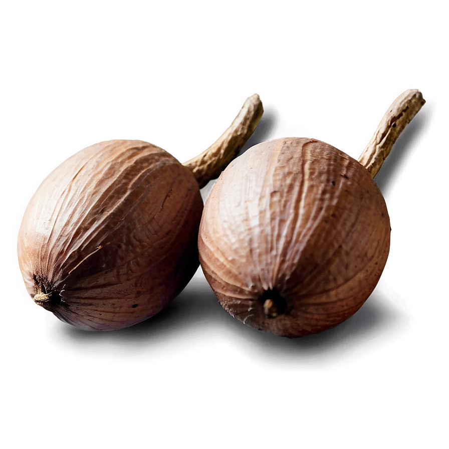 Shea Nut Png Fxs