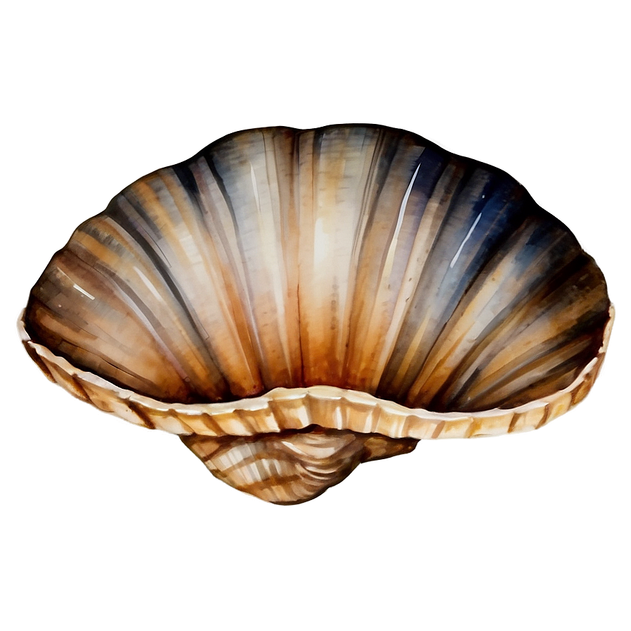 Shell Watercolor Png Mvv