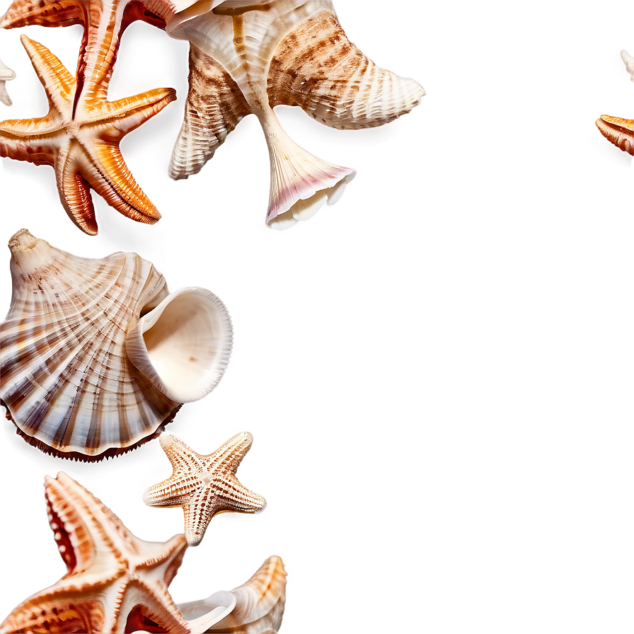 Shells And Starfish Png 06212024