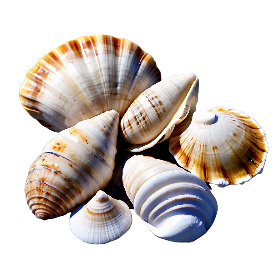 Shells In Sandy Beach Png Svb40