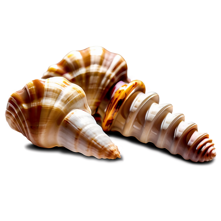 Shells In Sunlight Png Csd