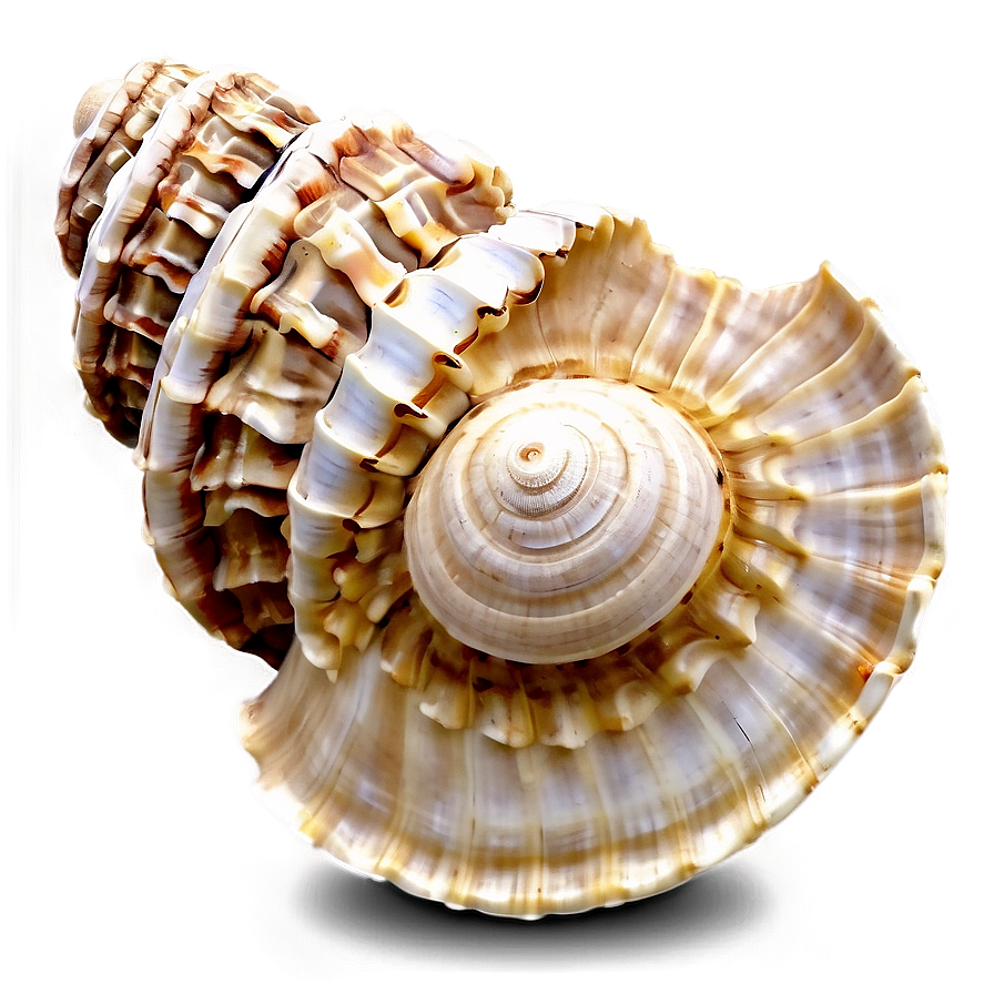 Shells Of The World Png Mro84