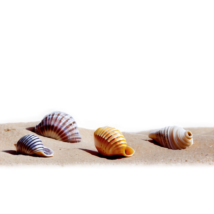 Shells On Sand Dunes Png Dma5