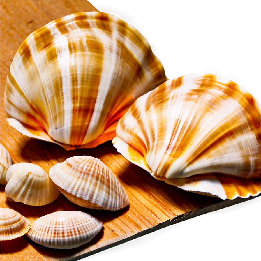 Shells On Wooden Surface Png Drx72