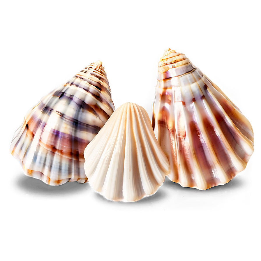 Shells Underwater Png Jqn69